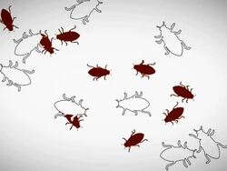 Bugs Cockroach walking around Stock Footage