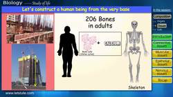 Tissues and their Functions in the Human Body Instructional Video