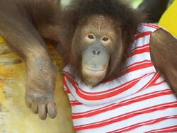 Orangutan Stock Footage