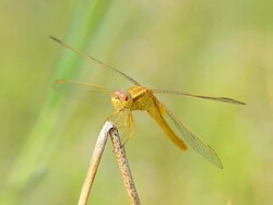 Dragonfly Stock Footage