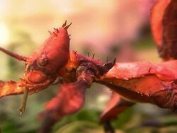 Wierd bug HD Stock Footage