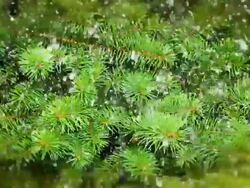 Christmas tree and snowfall Stock Footage