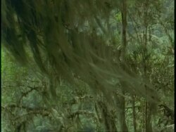 CU Giant Heather in dense African jungle, Uganda, Africa Stock Footage