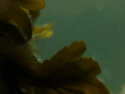 Sea weed Stock Footage