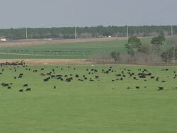 AERIAL WS View of Cattle farming at W Florida / Florida, United States Stock Footage
