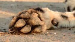 A cheetah's non-retractable claws protrude from its furry paw. Stock Footage