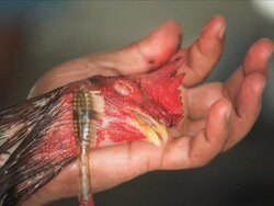 Cockfighting Stock Footage