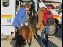 Miniature horse trains to become blind Mich. woman's guide, sidestepping Islam's dog taboo News Clip