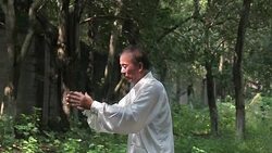 old man practice tai chi in the park Stock Footage