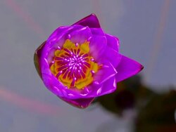 Water Lily Stock Footage
