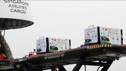 VOICED: Alfombra roja para dos pandas News Clip