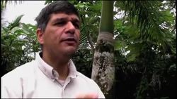 Efforts to boost numbers of endangered Puerto Rican parrot News Clip