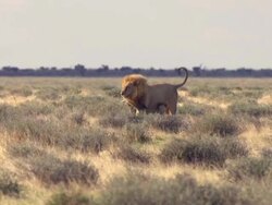 Lion with cub Stock Footage