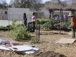 MS T/L Garden Club students planting tree in Meiners Oaks School garden / Ojai, California, United States Stock Footage
