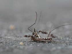 Hunting Stock Footage