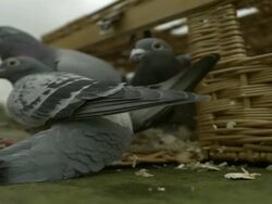 SLO MO pigeons (Columba livia) fly out of basket, UK Stock Footage