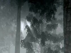 Primeval forest Stock Footage