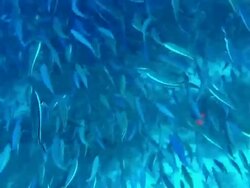 Large school of fusiliers on Maldives. Stock Footage