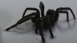 CLEAN : New tarantula species named in honor of Garcia Marquez News Clip