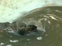 Stream Curl HD720p30 Stock Footage