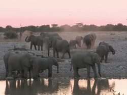 African Bush Elephants (Loxodonta africana) drinking at waterhole, evening light, Etosha National Park, Namibia Stock Footage