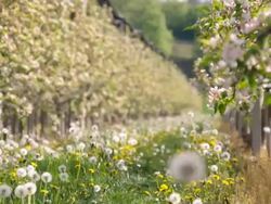 HD DOLLY: Orchard Of Apple Trees In Spring Stock Footage