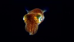 Glowing Squid Instructional Video