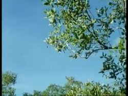MS Green Mamba, zoom in to leafy tree branches, snake well camouflaged in tree, Forest Camouflage, Africa Stock Footage