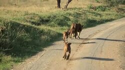Lioness at wild with cubs Stock Footage