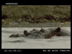 Hippo, Hippopotamus amphibius, pair play fighting in water, mouth wrestling, CU, Botswana Stock Footage