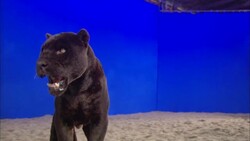 A black panther stands in the sand looking around in front of a blue screen. Stock Footage