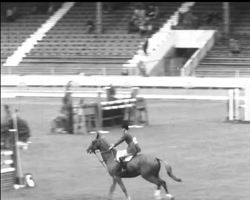 HORSE SHOW HIGHLIGHTS News Clip