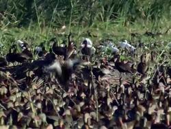 MS View of Whistling ducks and storks in wetlands / Palo Verde, Guanacaste, Costa Rica Stock Footage