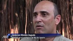 VOICED: Brasil 2014 tiene su mascota News Clip