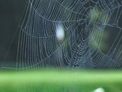 Spider Web to Golf Flag Focus Pull Stock Footage