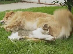 HD: Kitten Playing With Dog's Tail Stock Footage
