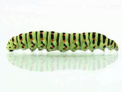 Caterpillar crawling, loopable Stock Footage