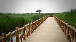 Yellow river wetland in China Stock Footage