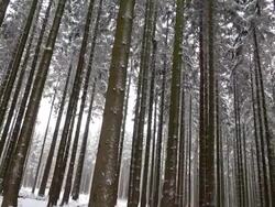 WS PAN Shot of fir forest in winter with snow / Erbeskopf, Hunsruck, Rhineland Palatinate, Germany Stock Footage