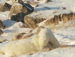  MS PAN Two polar bears fighting each other on snow / Churchill, Manitoba, Canada Stock Footage