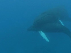 Humpback Whales Stock Footage