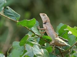 Lizard resting on a tree Stock Footage