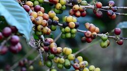 Coffee crop Stock Footage