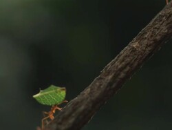 High speed Leaf cutter ant carry leaf up branch Stock Footage