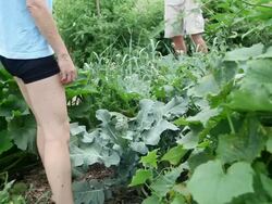  MS Woman in garden picking up brocolli / Tornto, Ontario, Canada Stock Footage