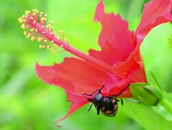 Beetle eating red flower Stock Footage