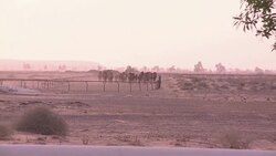 VOICED : Camello un manjar en el Golfo News Clip