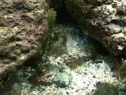 Freshwater Spring Stock Footage
