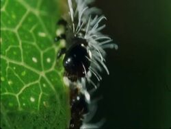 CU Caterpillars crawling on side of leaf, Botswana, Africa Stock Footage