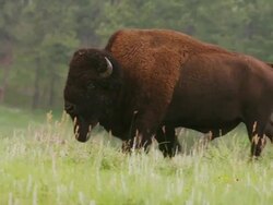 Bull bison or American Buffalo walks through green prairie grass. Stock Footage
